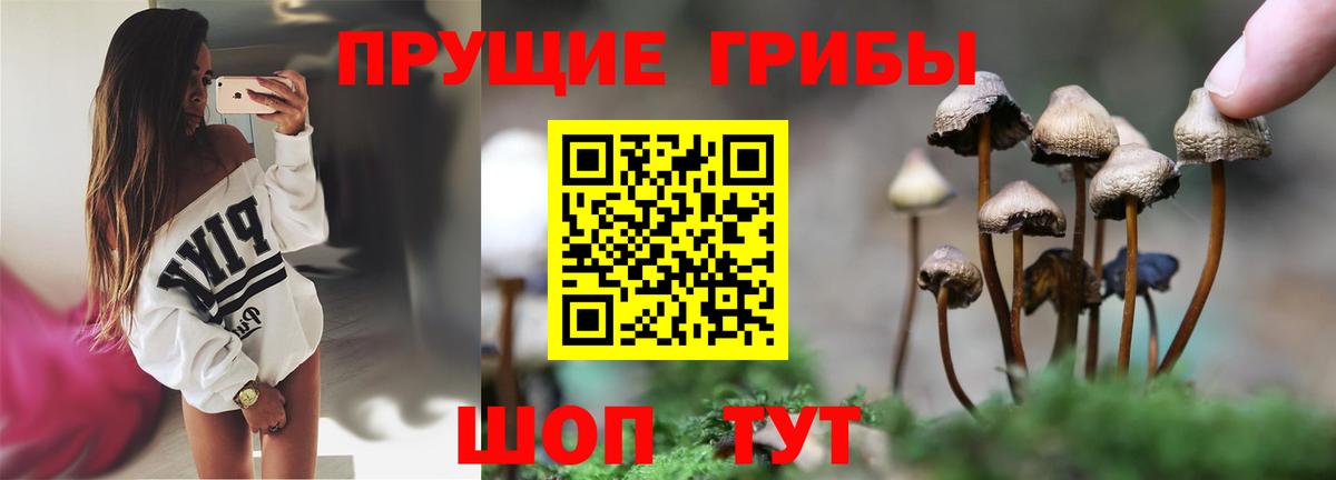 Псилоцибиновые грибы Psilocybe Оренбург